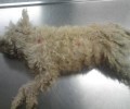 Στις 17-2-2014 η δίκη του άνδρα που σκότωσε τον σκύλο στη Βαρβάρα Αιδηψού